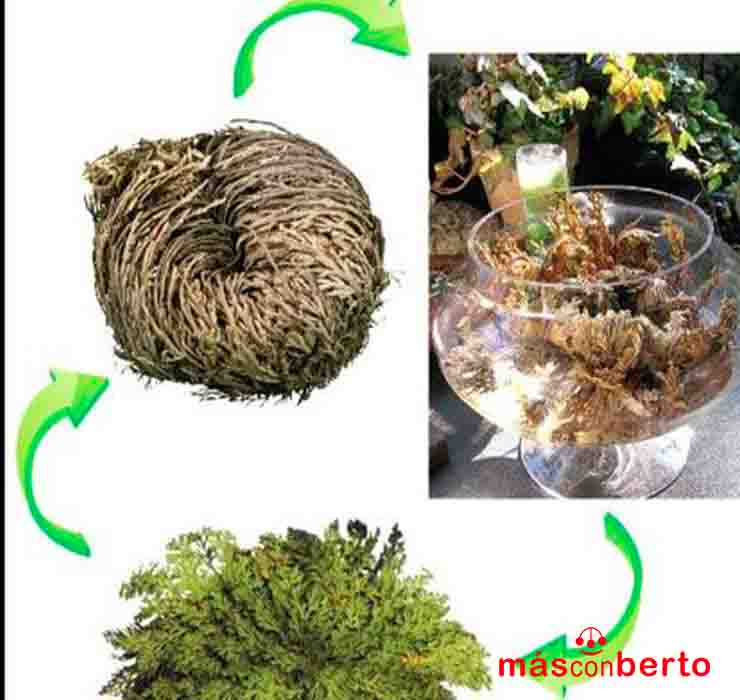 Rosa de Jericó Grande 